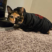 Momo joined the competition — help win amazing prizes! cat, calico_cat, hoodie, black_clothing, carpet, indoor, pet, animal, curious, wide_eyes, feline, whiskers, ears, floor, cozy, crouching, domestic, household, coffee_grinder, close_up