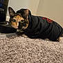 cat, calico_cat, hoodie, black_clothing, carpet, indoor, pet, animal, curious, wide_eyes, feline, whiskers, ears, floor, cozy, crouching, domestic, household, coffee_grinder, close_up