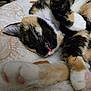 calico_cat, cat, sleeping, tongue_out, paws, soft_blanket, close_up, fur, whiskers, indoor, relaxation, cute, pet, animal, cozy, resting, feline, domestic_cat, bed, home