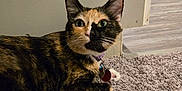 Momo joined the competition — help win amazing prizes! cat, calico_cat, pet, indoor, carpet, fur, animal, whiskers, collar, tag, paws, floor, relaxed, looking, green_eyes, cute, domestic_animal, laying_down, feline, household