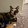 cat, calico_cat, pet, indoor, carpet, fur, animal, whiskers, collar, tag, paws, floor, relaxed, looking, green_eyes, cute, domestic_animal, laying_down, feline, household
