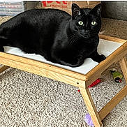 Gryffin is registered to the contest to win money with this photo: black_cat, cat, pet_bed, wooden_furniture, carpet, green_eyes, indoor, toy, plush_toy, animal, fur, resting, looking, whiskers, cute, domestic_cat, small_bed, floor, relaxed, home