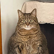 Bebè is registered to the contest to win money with this photo: cat, tabby_cat, indoor, pet, feline, animal, fur, striped, whiskers, ears, face, eyes, sitting, cute, chubby, cozy, home, portrait, mammal, domestic_animal
