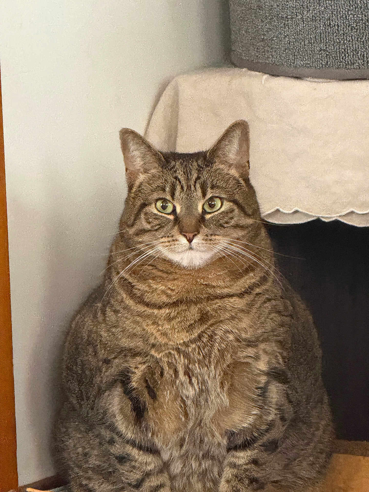 Bebè