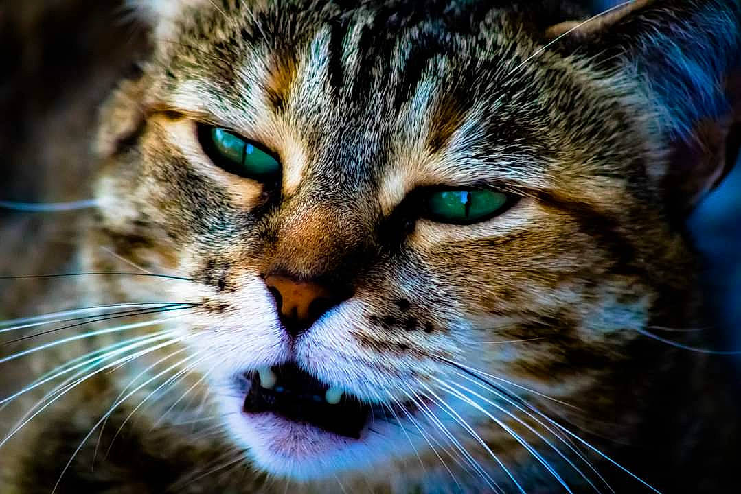Lagherta participe au concours pour gagner de l'argent avec cette photo : carnivore, cat, close_up, domestic_short_haired_cat, felidae, fur, grass, hair, head, iris, plant, small_to_medium_sized_cats, snout, terrestrial_animal, tree, whiskers, wildlife