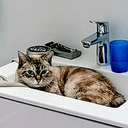 Pitchou a rejoint le concours — aidez-le/la à gagner de superbes lots ! cat, sink, bathroom, faucet, blue_cup, grooming_tools, pet, domestic_animal, fur, relaxed, lying_down, indoor, white_sink, curious, striped_fur, whiskers, ears, face, eyes, cabinet