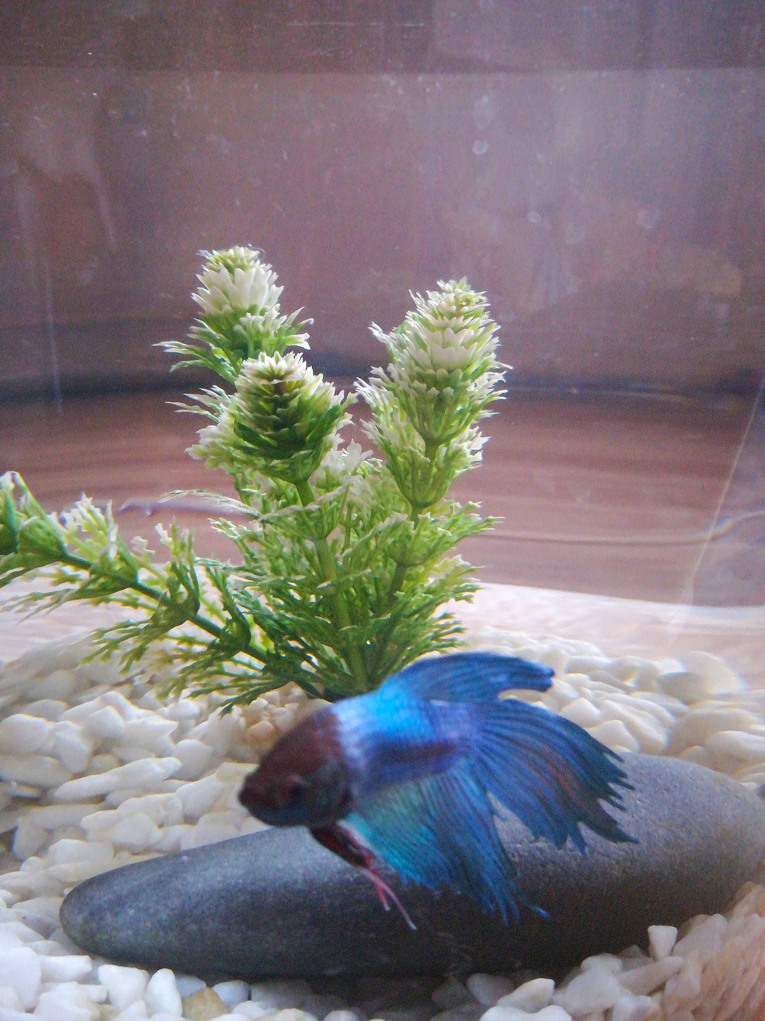 Nami a rejoint le concours — aidez-le/la à gagner de superbes lots ! aquarium, bird, feather, grass, organism, peafowl, pine_family, plant, tail, tree