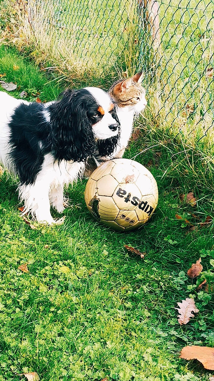 Esmée participe au concours pour gagner de l'argent avec cette photo : ball, canidae, carnivore, cavalier_king_charles_spaniel, cocker_spaniel, companion_dog, dog, dog_breed, dog_toy, grass, king_charles_spaniel, mammal, petit_basset_griffon_vendeen, puppy, rare_breed_dog, soccer_ball, spaniel, sporting_group, toy_dog, vertebrate
