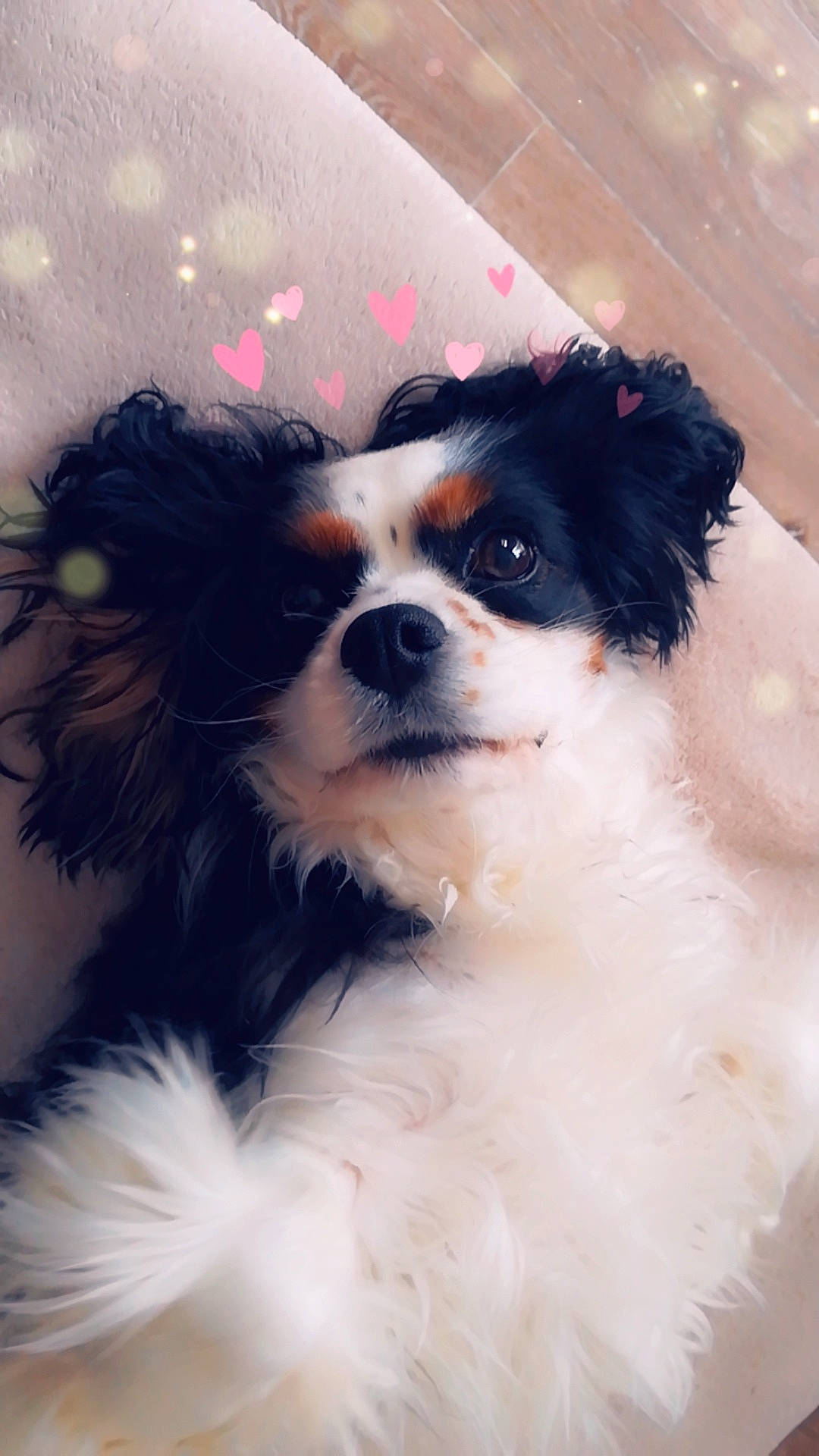 Esmée a rejoint le concours — aidez-le/la à gagner de superbes lots ! canidae, carnivore, cavalier_king_charles_spaniel, companion_dog, dog, dog_breed, king_charles_spaniel, mammal, nose, papillon, phalene, puppy, puppy_love, rare_breed_dog, snout, spaniel, sporting_group, toy_dog, whiskers
