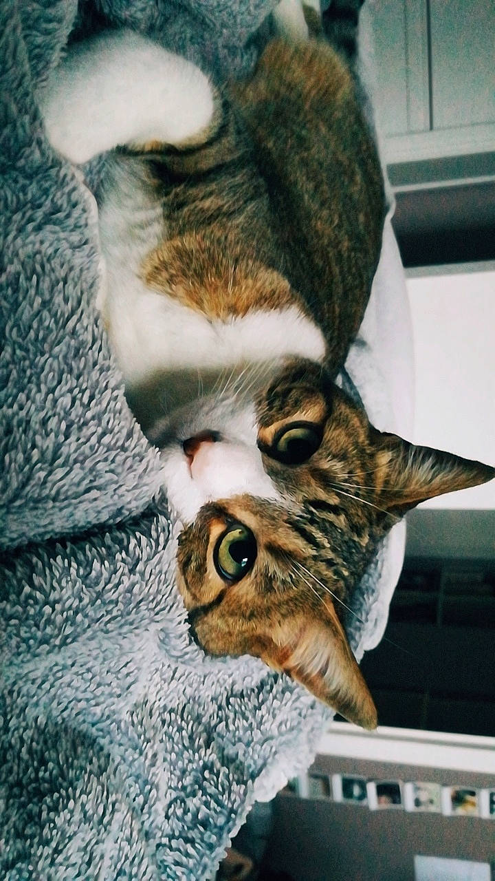 Bambou participe au concours pour gagner de l'argent avec cette photo : aegean_cat, asian, carnivore, cat, domestic_short_haired_cat, dragon_li, ear, european_shorthair, felidae, fur, kitten, pixie_bob, small_to_medium_sized_cats, snout, tabby_cat, toyger, whiskers