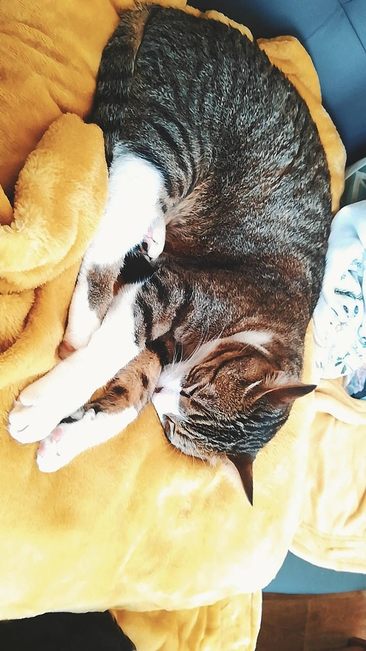 Bambou participe au concours pour gagner de l'argent avec cette photo : american_shorthair, asian, carnivore, cat, claw, domestic_short_haired_cat, dragon_li, european_shorthair, felidae, fur, kitten, nap, paw, sleep, small_to_medium_sized_cats, snout, tabby_cat, whiskers