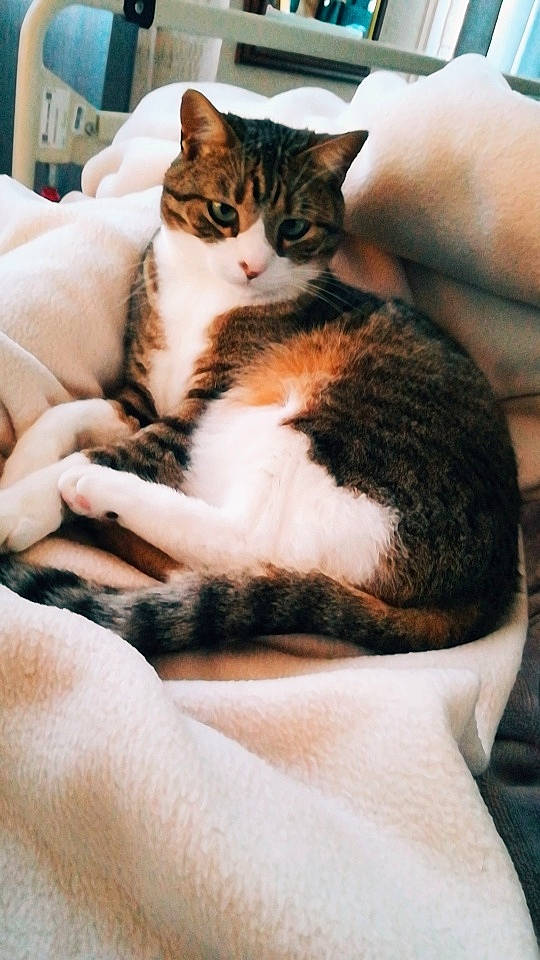 Bambou participe au concours pour gagner de l'argent avec cette photo : aegean_cat, american_wirehair, asian, carnivore, cat, domestic_short_haired_cat, european_shorthair, felidae, fur, kitten, small_to_medium_sized_cats, tabby_cat, whiskers