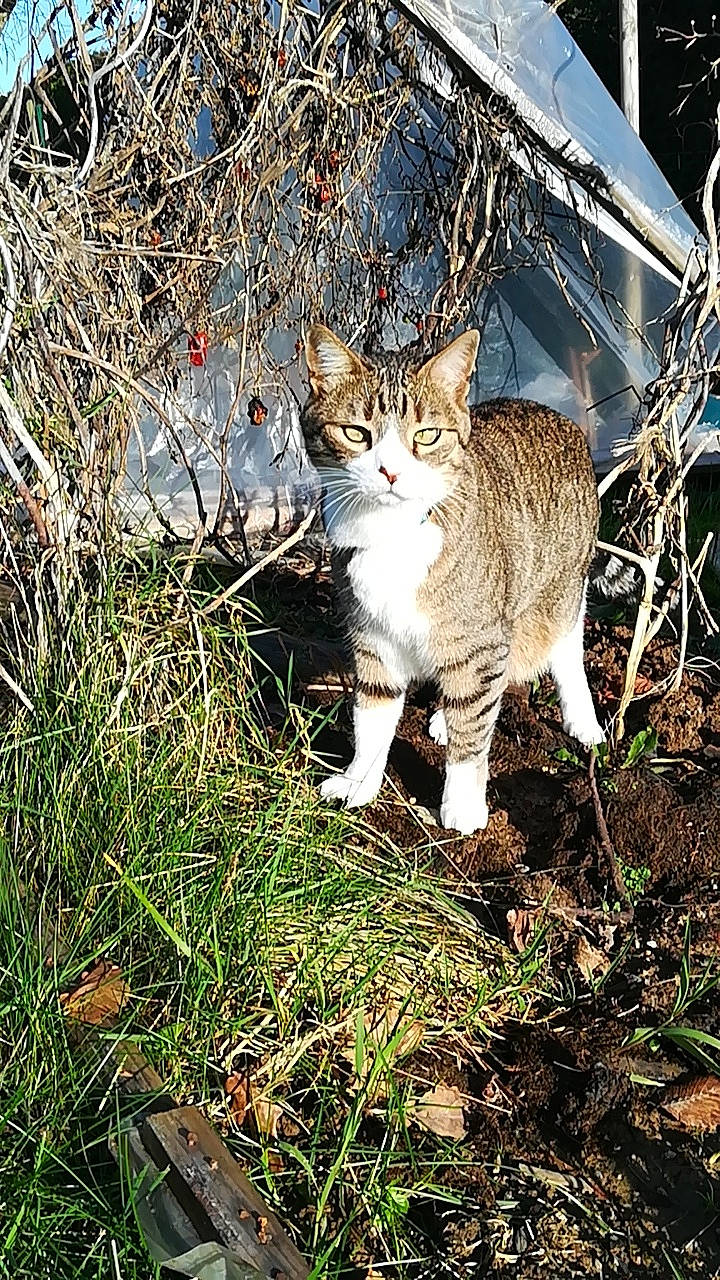 Bambou a rejoint le concours — aidez-le/la à gagner de superbes lots ! branch, carnivore, cat, domestic_short_haired_cat, european_shorthair, fawn, felidae, fur, german_rex, grass, grass_family, kitten, organism, plant, small_to_medium_sized_cats, tabby_cat, tail, tree, whiskers, wild_cat