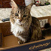 Sammy is registered to the contest to win money with this photo: cat, tabby, pet, box, cardboard, bed, furniture, indoor, curious, fluffy, whiskers, remote_control, wooden_furniture, domestic, animal, looking_at_camera, home, resting, cute, companionship