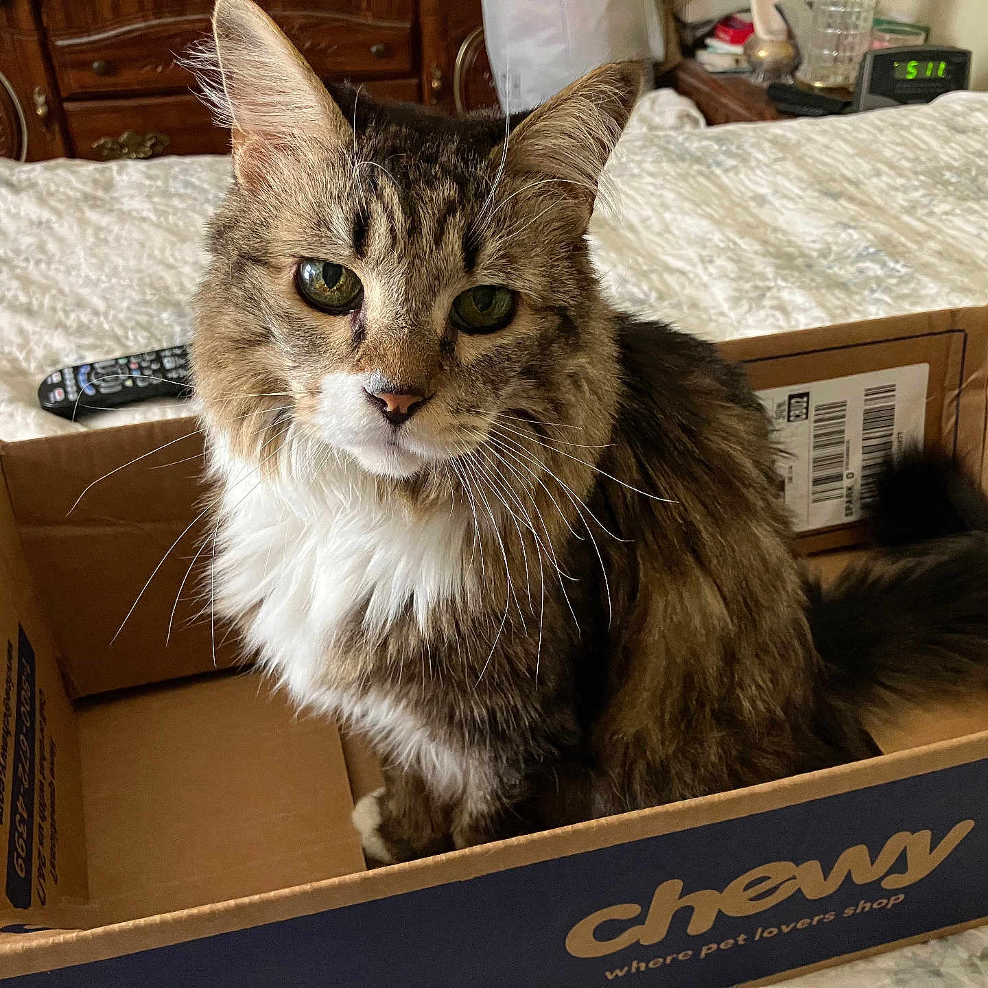 Sammy is registered to the contest to win money with this photo: animal, bed, box, cardboard, cat, companionship, curious, cute, domestic, fluffy, furniture, home, indoor, looking_at_camera, pet, remote_control, resting, tabby, whiskers, wooden_furniture