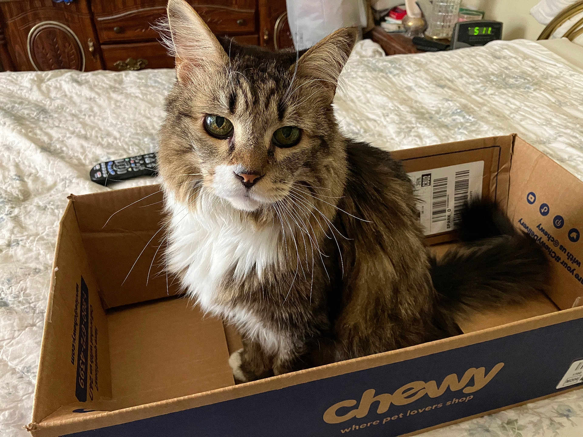 Sammy is registered to the contest to win money with this photo: cat, tabby, pet, box, cardboard, bed, furniture, indoor, curious, fluffy, whiskers, remote_control, wooden_furniture, domestic, animal, looking_at_camera, home, resting, cute, companionship