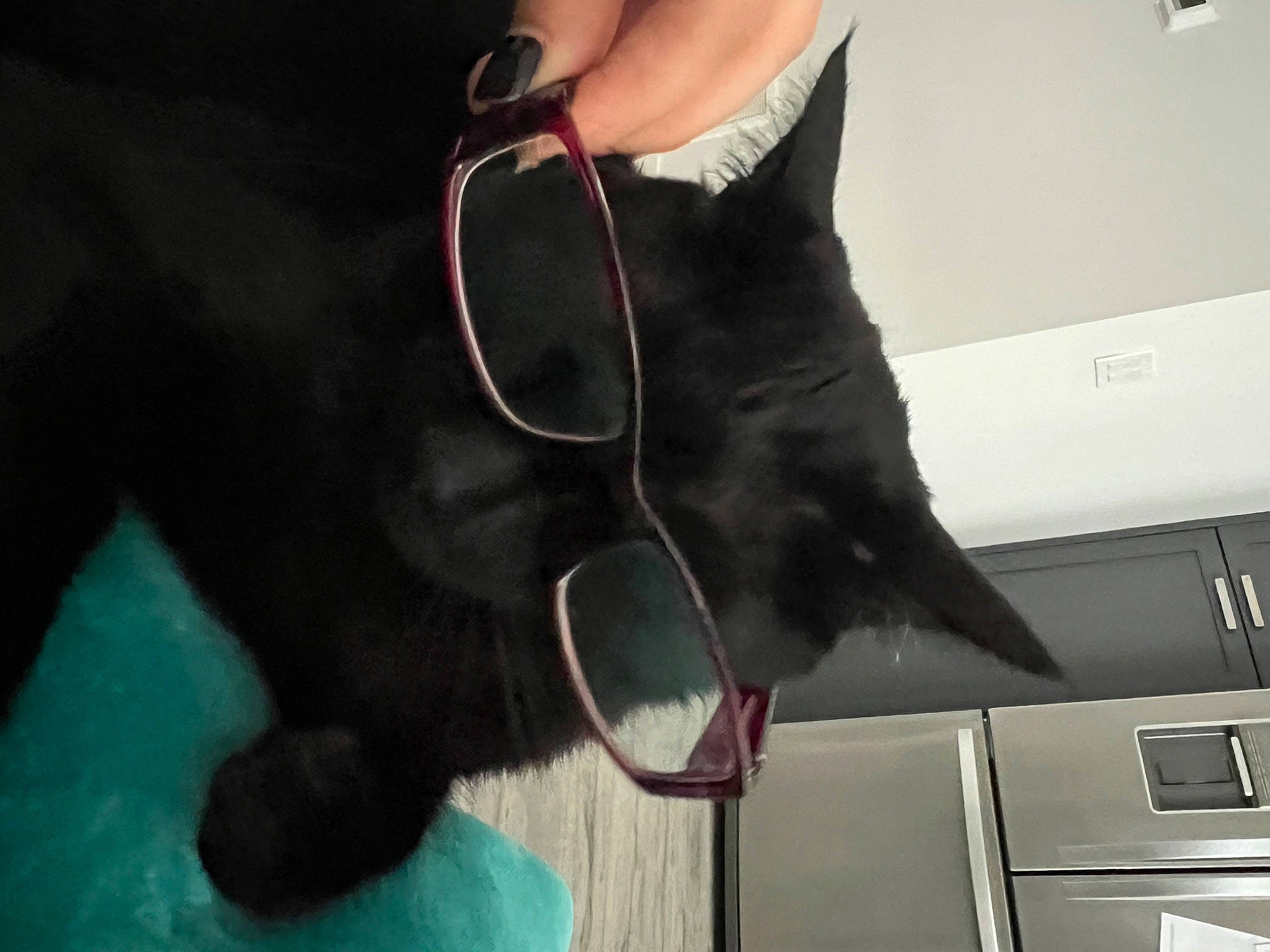 Myu is registered to the contest to win money with this photo: black_cat, carnivore, cat, claw, collar, dog_breed, fashion_accessory, felidae, foot, fur, gesture, human_leg, mammal, nail, small_to_medium_sized_cats, snout, tail, waist, whiskers, wrist