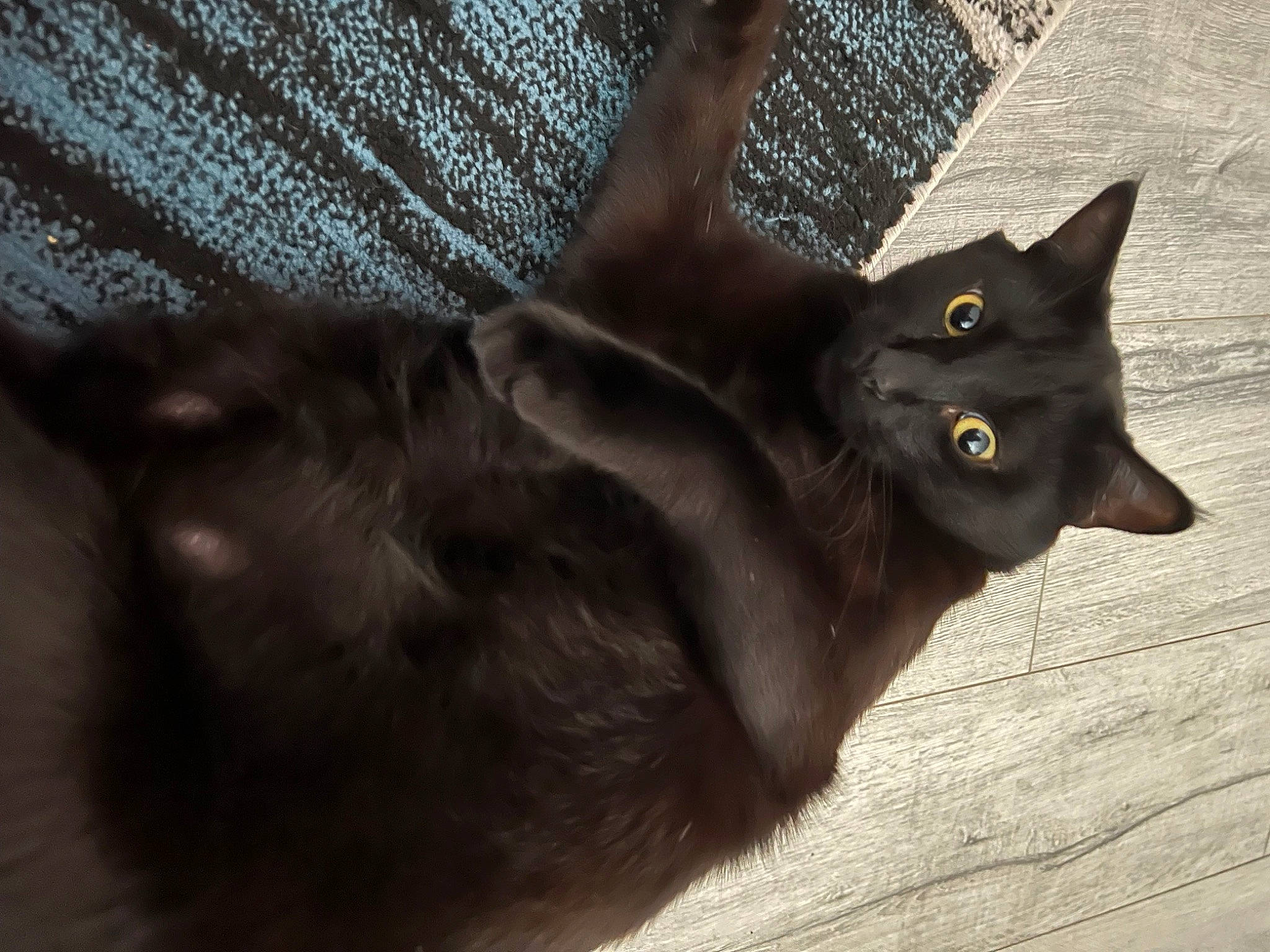 Myu joined the competition — help win amazing prizes! black_cat, bombay, carnivore, cat, domestic_short_haired_cat, felidae, fur, grey, havana_brown, small_to_medium_sized_cats, snout, tail, terrestrial_animal, whiskers, window