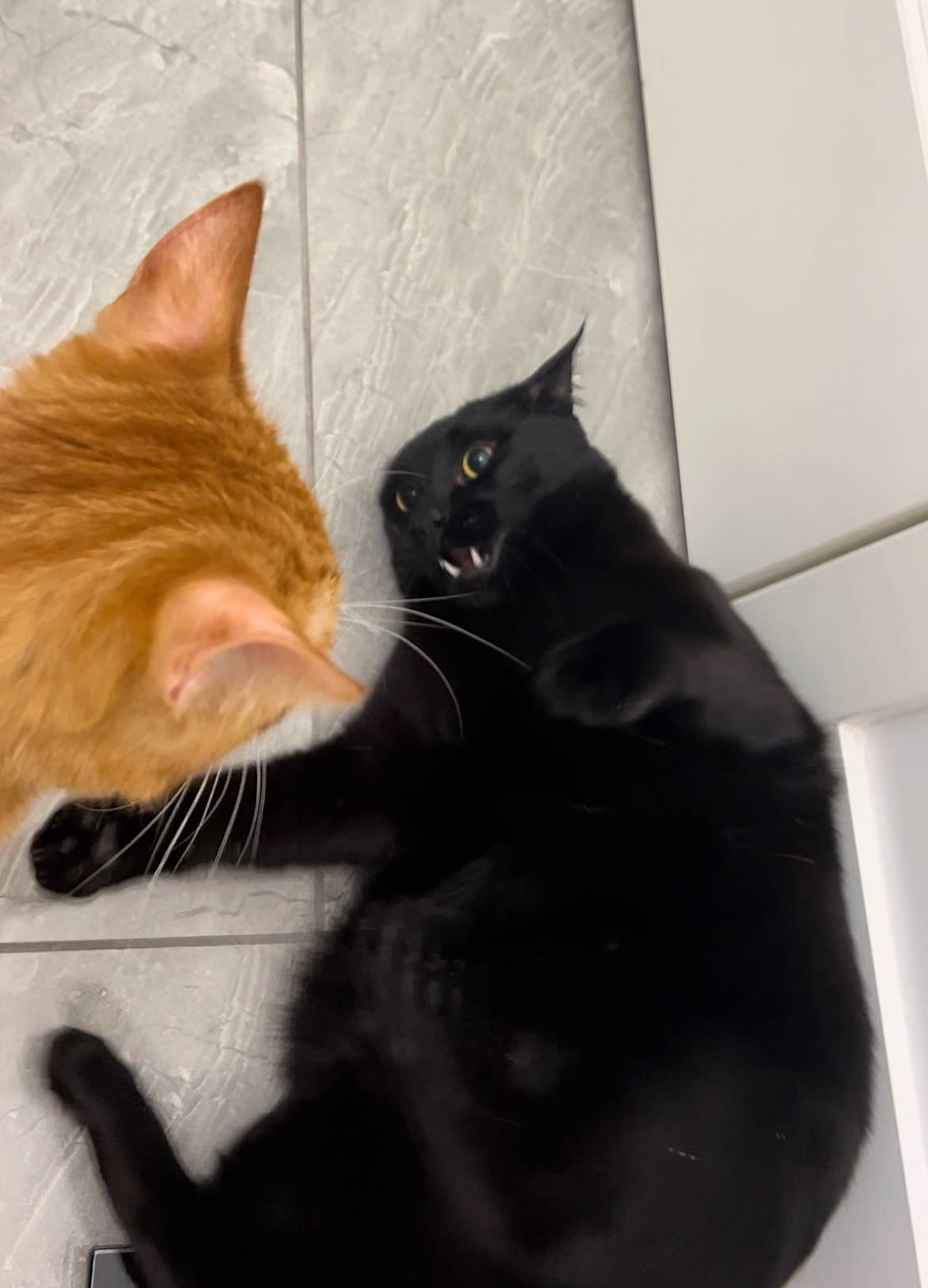 Myu joined the competition — help win amazing prizes! black_cat, carnivore, cat, claw, comfort, domestic_short_haired_cat, felidae, foot, fur, paw, small_to_medium_sized_cats, snout, tail, whiskers, window