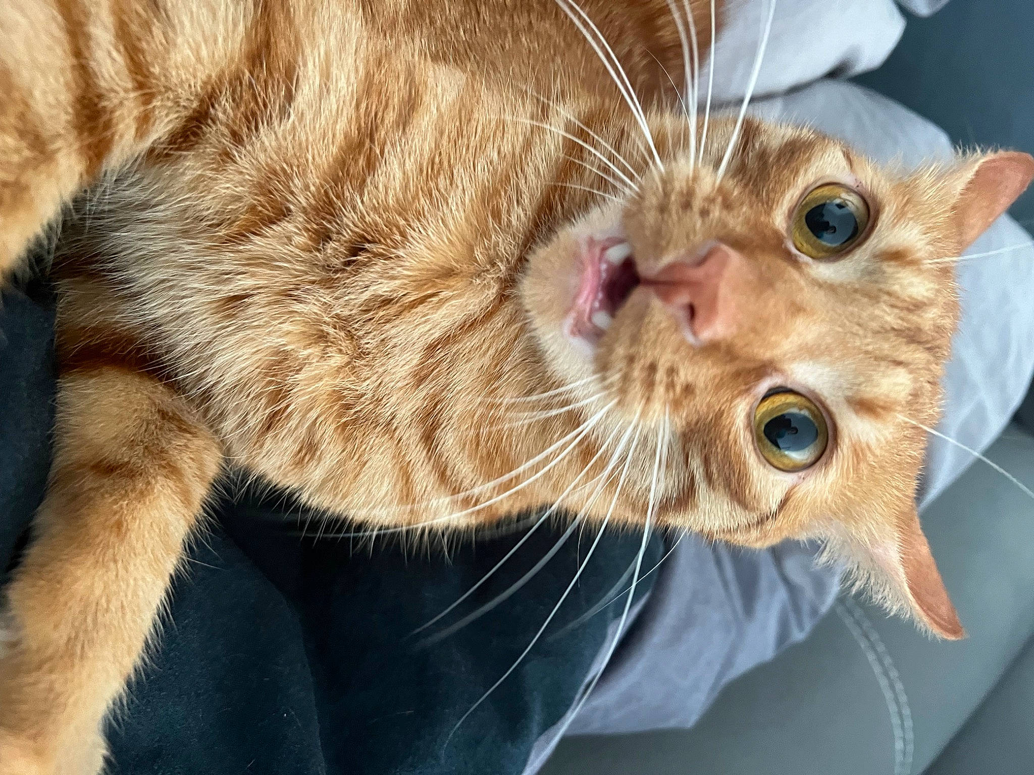 Tigger joined the competition — help win amazing prizes! carnivore, cat, claw, close_up, collar, domestic_short_haired_cat, ear, eyelash, fang, fawn, felidae, fur, paw, plant, small_to_medium_sized_cats, tail, terrestrial_animal, whiskers, wildlife