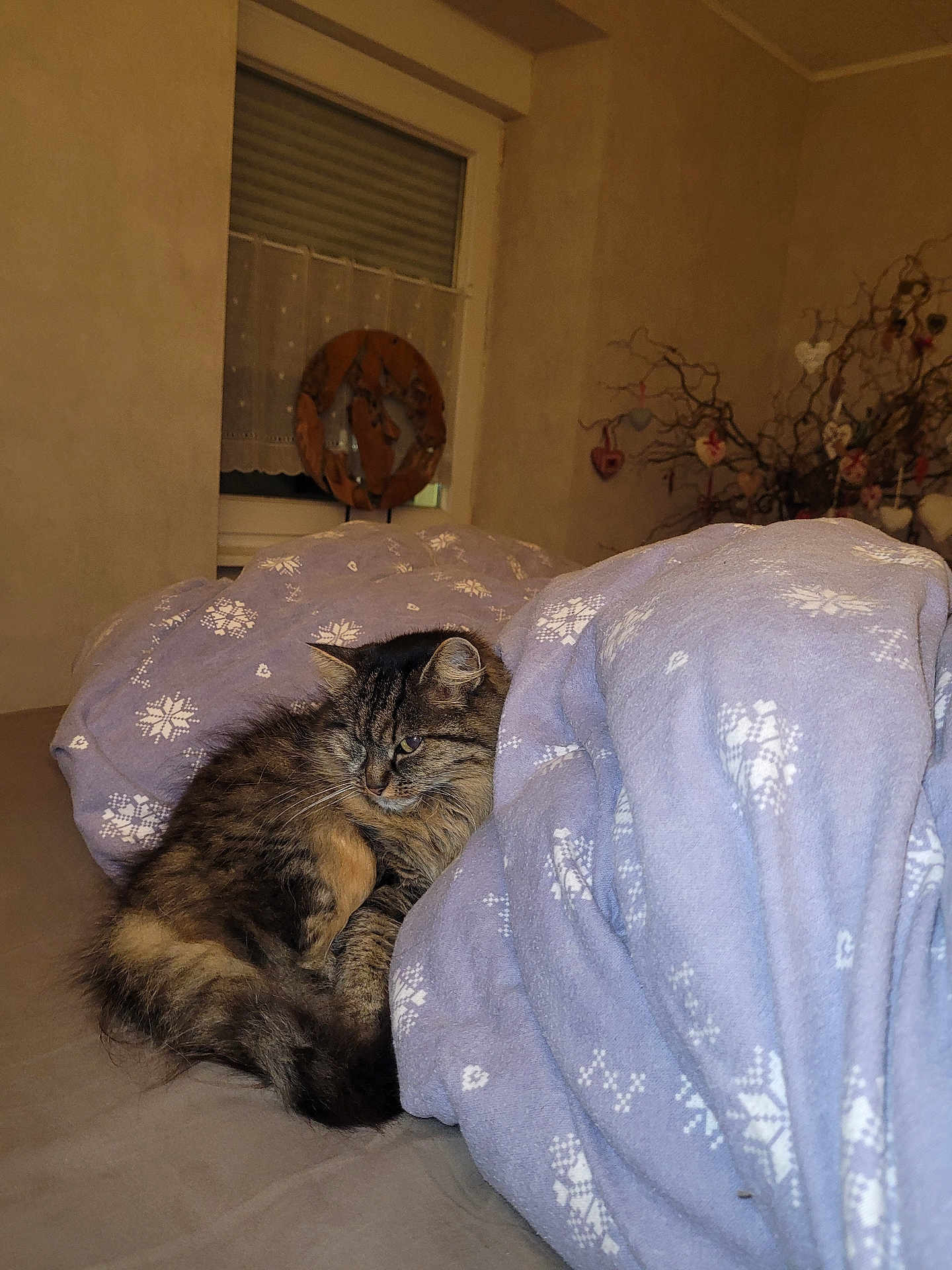 Moustique a rejoint le concours — aidez-le/la à gagner de superbes lots ! abyssinian, animal, bed, bedroom, blanket, cat, couch, curtain, cushion, furniture, homedecor, indoors, interiordesign, kitten, linen, manx, pet, room, windowshade, wood