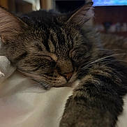 Scruffy is registered to the contest to win money with this photo: animal, bed, blanket, cat, closeup, comfort, cozy, cute, domestic_animal, feline, fur, home, indoor, paw, pet, relaxation, resting, sleeping, tabby, whiskers