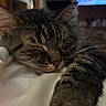 animal, bed, blanket, cat, closeup, comfort, cozy, cute, domestic_animal, feline, fur, home, indoor, paw, pet, relaxation, resting, sleeping, tabby, whiskers