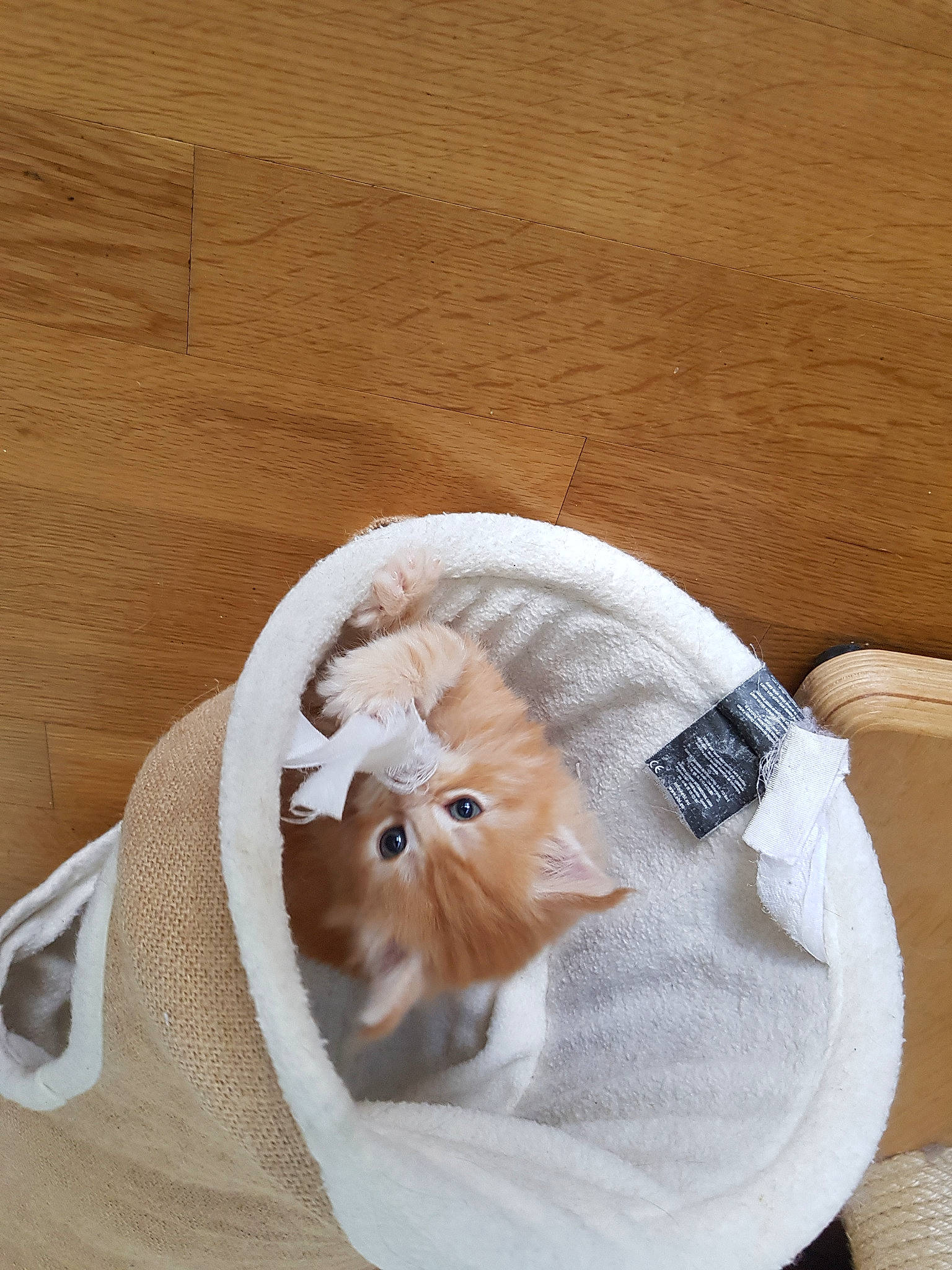 Jesse participe au concours pour gagner de l'argent avec cette photo : cap, companion_dog, fashion_accessory, fawn, feather, felidae, fur, guinea_pig, hardwood, hat, linens, plush, rodent, small_to_medium_sized_cats, stuffed_toy, tail, toy, whiskers, wood, wool