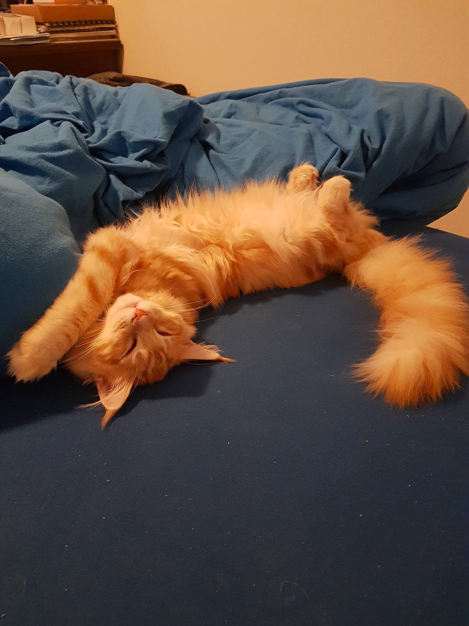 Jesse a rejoint le concours — aidez-le/la à gagner de superbes lots ! canidae, carnivore, chest, chest_of_drawers, claw, comfort, companion_dog, dog_breed, fawn, feather, felidae, fur, paw, small_to_medium_sized_cats, sporting_group, tail, textile, tints_and_shades, whiskers, wing