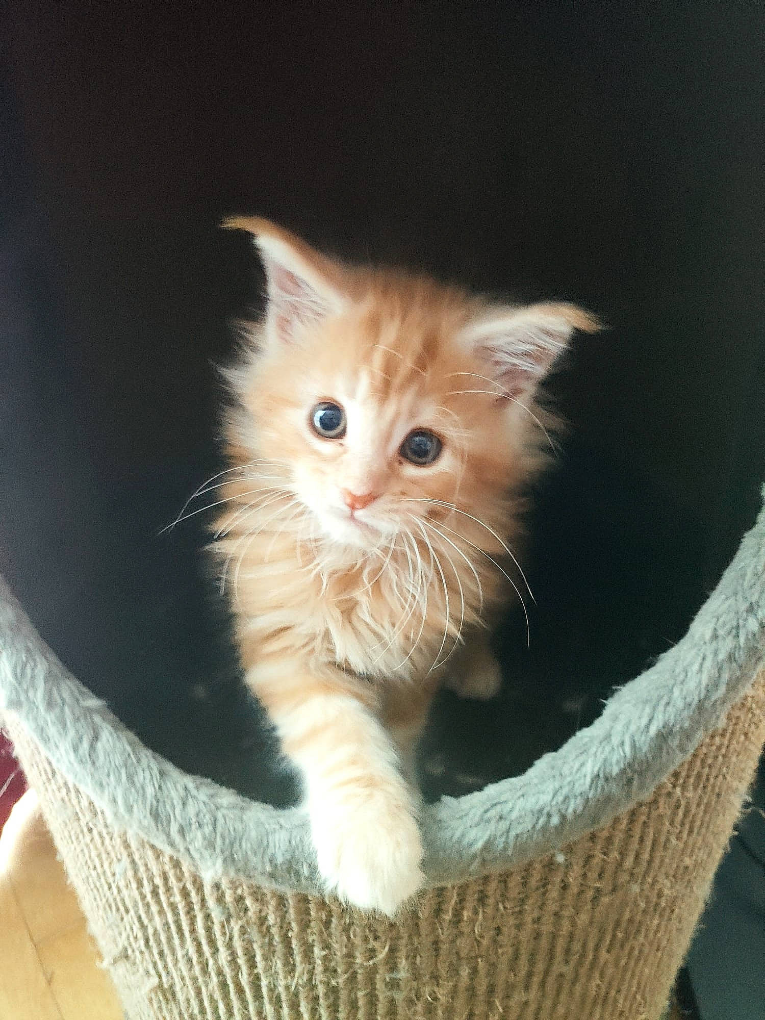 Jesse participe au concours pour gagner de l'argent avec cette photo : basket, box, cardboard, carnivore, cat, cat_supply, domestic_short_haired_cat, fawn, felidae, fur, laperm, paw, small_to_medium_sized_cats, snout, storage_basket, tail, whiskers, wicker, wood