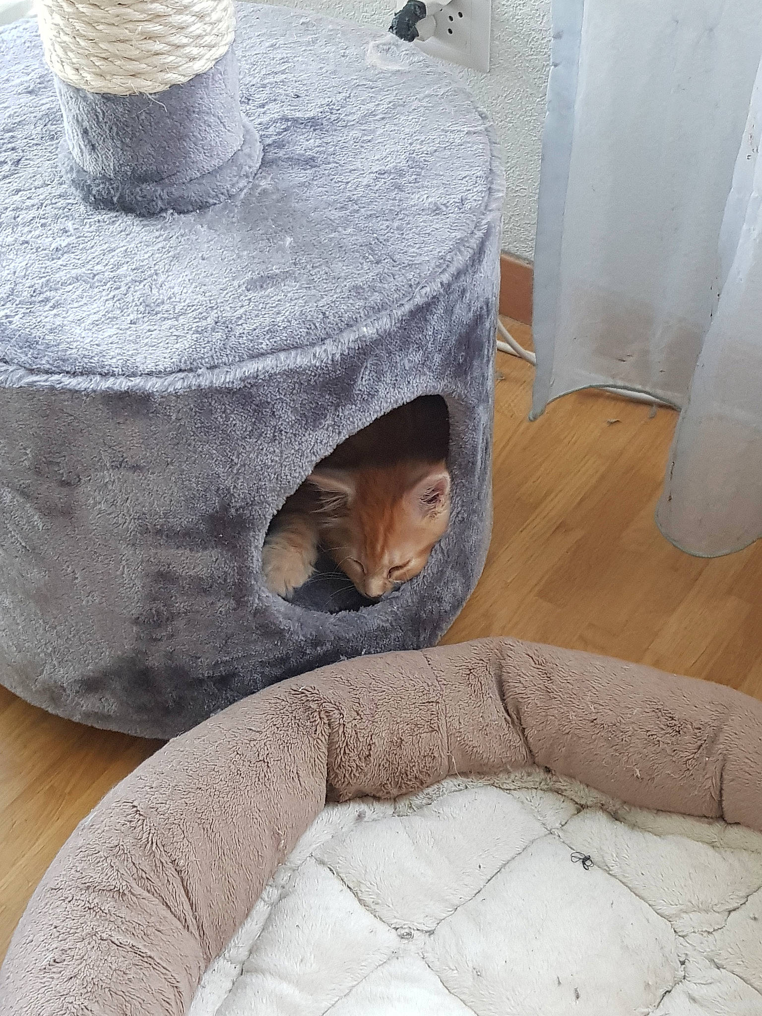 Jesse participe au concours pour gagner de l'argent avec cette photo : carnivore, cat, cat_supply, comfort, couch, fawn, felidae, floor, flooring, furniture, grey, hardwood, interior_design, living_room, room, small_to_medium_sized_cats, table, textile, whiskers, wood