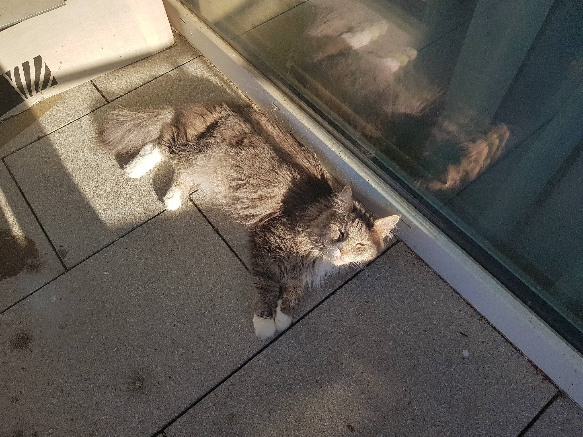 Karagor participe au concours pour gagner de l'argent avec cette photo : asphalt, automotive_exterior, carnivore, cat, domestic_short_haired_cat, felidae, flooring, fur, glass, metal, paw, road_surface, small_to_medium_sized_cats, snout, tail, tints_and_shades, vehicle_door, whiskers, window, wood