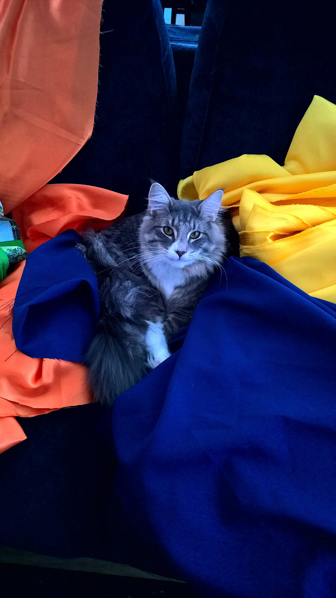 Karagor a rejoint le concours — aidez-le/la à gagner de superbes lots ! carnivore, cat, comfort, electric_blue, felidae, formal_wear, fur, linens, orange, room, sleeve, small_to_medium_sized_cats, whiskers