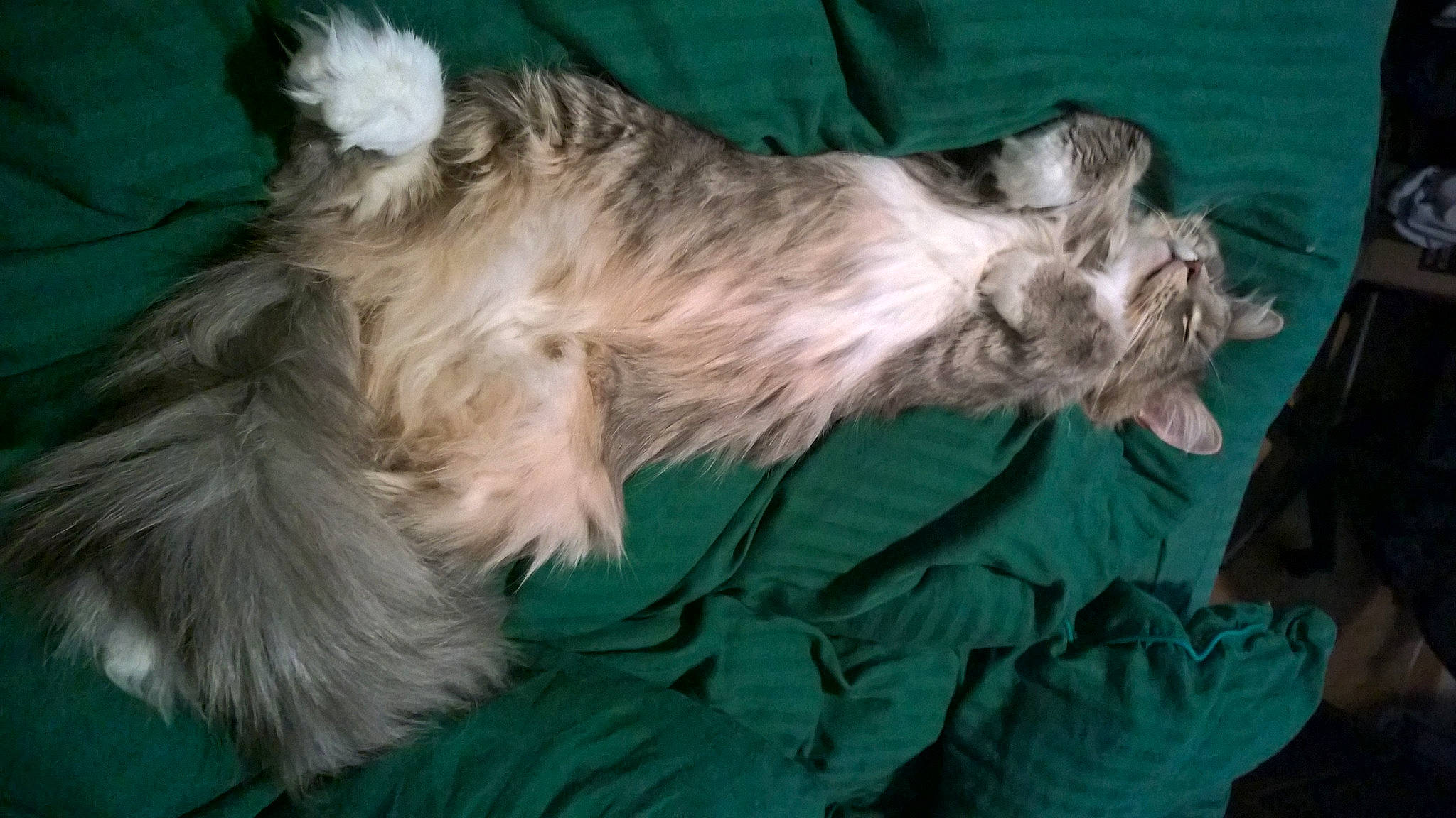 Karagor participe au concours pour gagner de l'argent avec cette photo : canidae, carnivore, companion_dog, dog, dog_breed, fur, liver, small_terrier, sporting_group, terrier, toy_dog