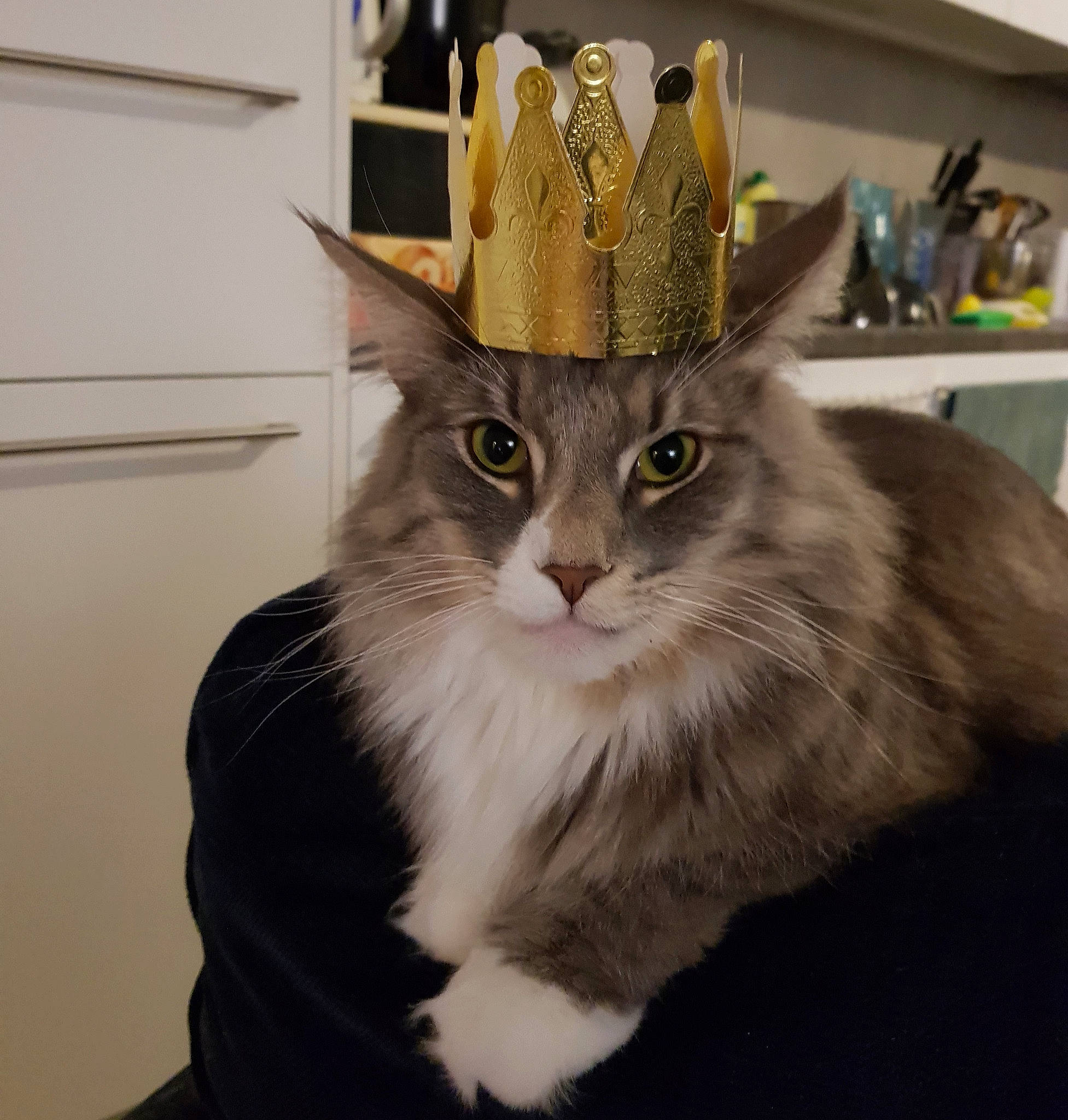 Karagor a rejoint le concours — aidez-le/la à gagner de superbes lots ! box, carnivore, cat, claw, cone, costume_hat, domestic_short_haired_cat, fashion_accessory, fawn, felidae, fur, hat, party_hat, paw, small_to_medium_sized_cats, tail, whiskers, window