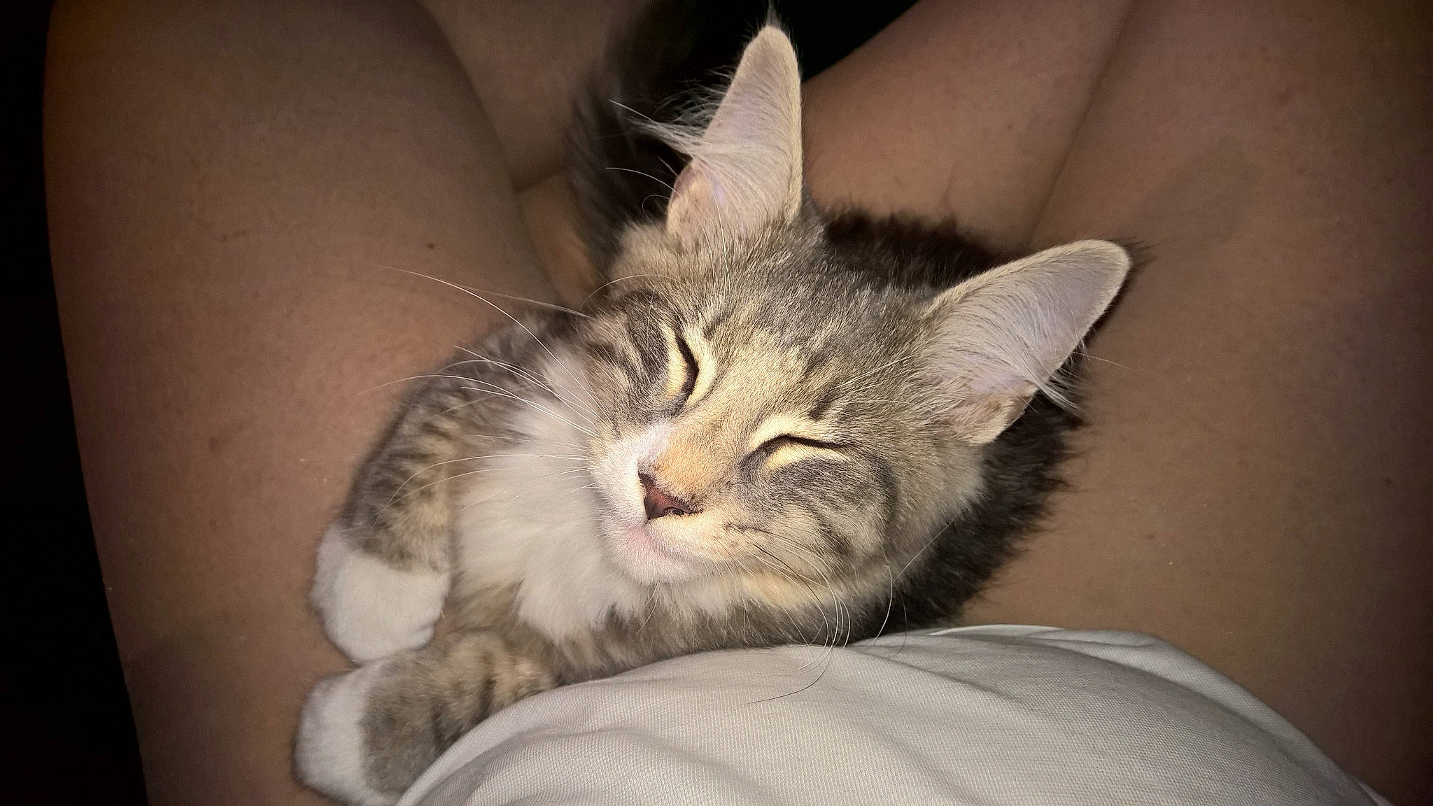 Karagor a rejoint le concours — aidez-le/la à gagner de superbes lots ! carnivore, cat, claw, comfort, domestic_short_haired_cat, ear, felidae, fur, nap, paw, sleep, small_to_medium_sized_cats, snout, whiskers