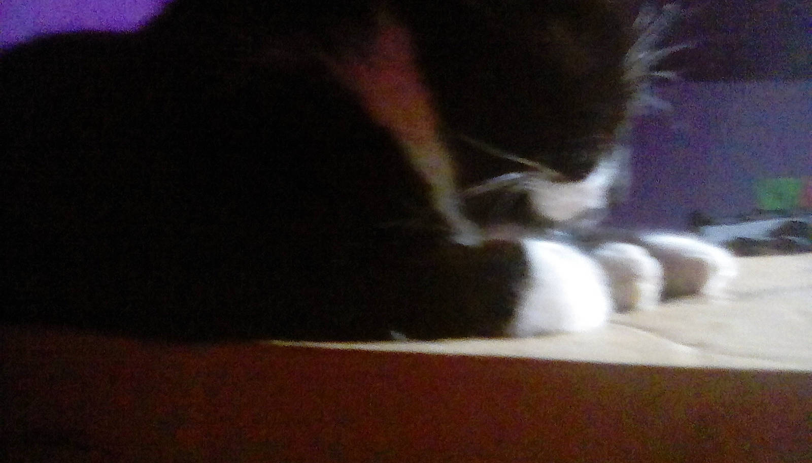 Blacky is registered to the contest to win money with this photo: carnivore, cat, comfort, darkness, dog_breed, felidae, flooring, foot, fur, hardwood, human_leg, paw, small_to_medium_sized_cats, snout, sporting_group, tail, tints_and_shades, whiskers, wood