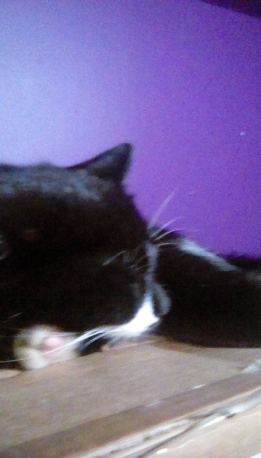 Blacky is registered to the contest to win money with this photo: black_cat, carnivore, cat, domestic_short_haired_cat, felidae, fur, paw, small_to_medium_sized_cats, snout, tail, tints_and_shades, whiskers