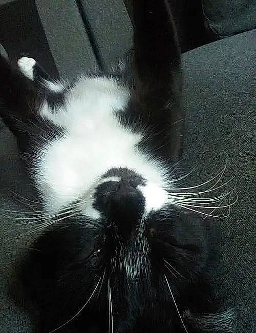 Blacky joined the competition — help win amazing prizes! carnivore, cat, comfort, darkness, eye, felidae, fur, macro_photography, monochrome_photography, paw, rim, sky, small_to_medium_sized_cats, snout, tail, terrestrial_animal, tints_and_shades, whiskers, wildlife, window