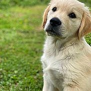 Albus participe au concours pour gagner de l'argent avec cette photo : dog, puppy, golden_retriever, grass, outdoor, animal, pet, cute, fur, nature, young, canine, mammal, portrait, sitting, adorable, friendly, looking, fluffy, eyes