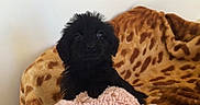 Luna joined the competition — help win amazing prizes! affenpinscher, animal, blanket, canine, couch, dog, dogbed, furniture, pet, poodle, puppy