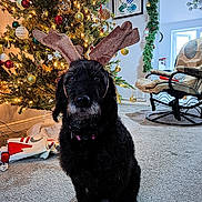 Luna is registered to the contest to win money with this photo: dog, black_dog, reindeer_antlers, christmas_tree, ornaments, lights, holiday_decorations, carpet, chair, living_room, wall_art, garland, cushion, indoor, festive, pet, holiday, seasonal, cozy, decor