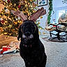 dog, black_dog, reindeer_antlers, christmas_tree, ornaments, lights, holiday_decorations, carpet, chair, living_room, wall_art, garland, cushion, indoor, festive, pet, holiday, seasonal, cozy, decor