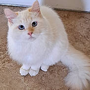 Leo joined the competition — help win amazing prizes! cat, blue_eyes, fluffy, cream_colored, pet, animal, cute, indoor, floor, tail, whiskers, ears, sitting, looking_up, feline, domestic_cat, fur, curious, small, adorable