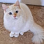 cat, blue_eyes, fluffy, cream_colored, pet, animal, cute, indoor, floor, tail, whiskers, ears, sitting, looking_up, feline, domestic_cat, fur, curious, small, adorable
