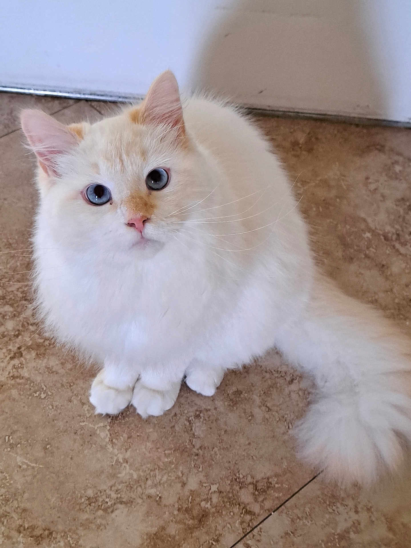 Leo