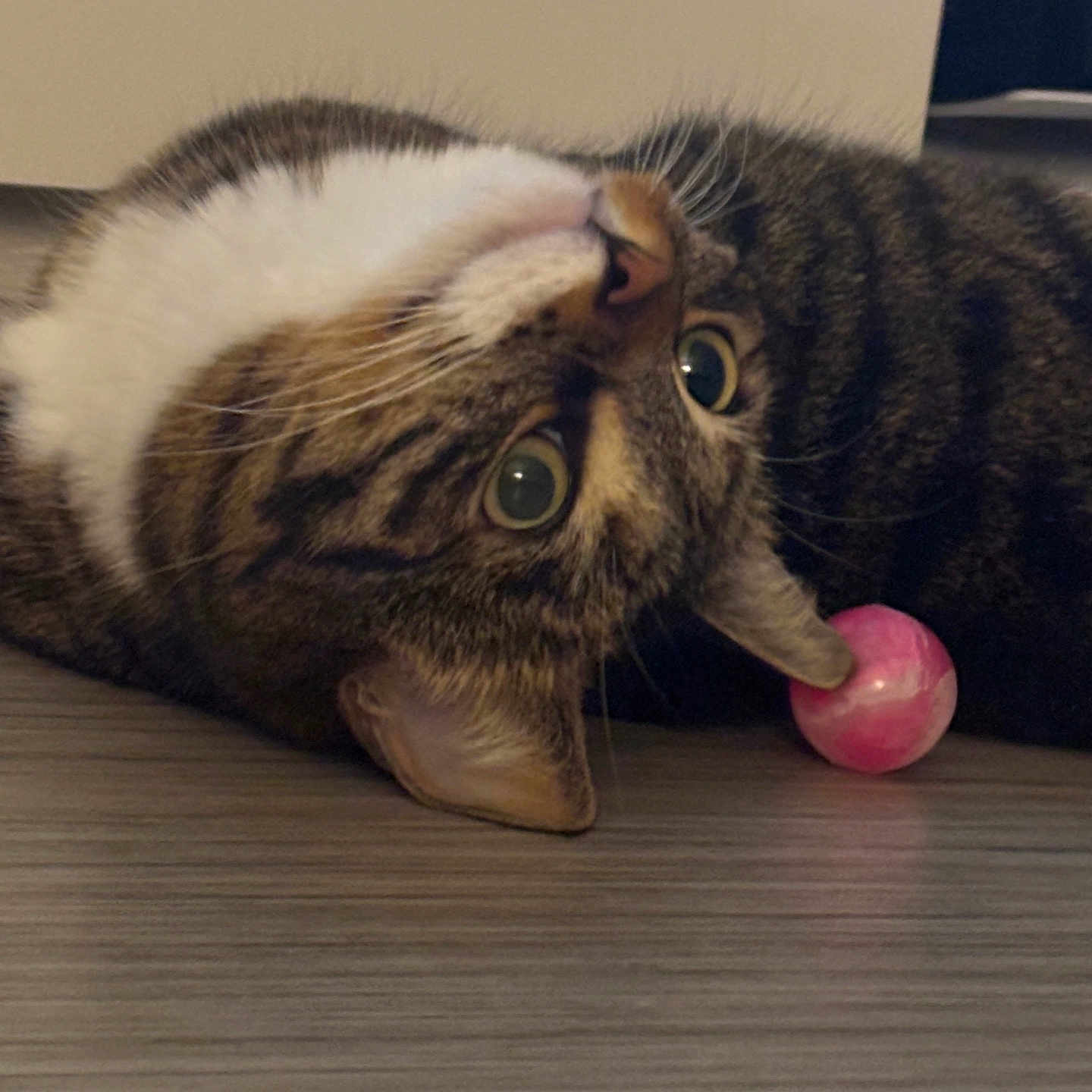 Nina participe au concours pour gagner de l'argent avec cette photo : alert, animal, ball, cat, closeup, curious, cute, domestic, ears, eyes, floor, fur, indoor, mammal, pet, playful, resting, tabby, toy, whiskers
