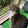 Nina participe au concours pour gagner de l'argent avec cette photo : cat, tabby, green_eyes, sitting, balcony, netting, outdoor, plants, fence, pet, fur, whiskers, animal, domestic, curious, green_carpet, white_paws, closeup, portrait, nature