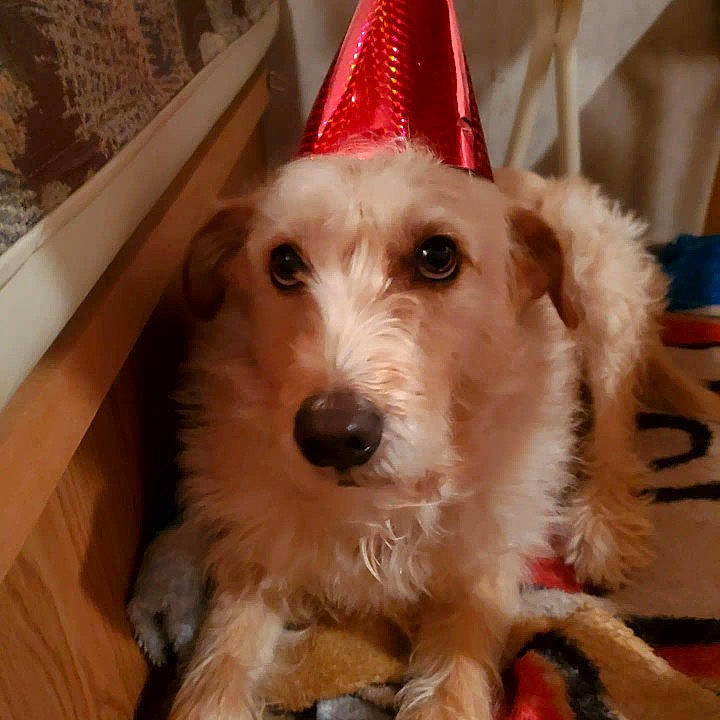 Buddy Joe joined the competition — help win amazing prizes! carnivore, christmas_eve, companion_dog, cone, costume_hat, dog, dog_breed, dog_supply, event, fashion_accessory, fawn, fur, hat, holiday, party_hat, party_supply, snout, toy_dog, wood, working_animal