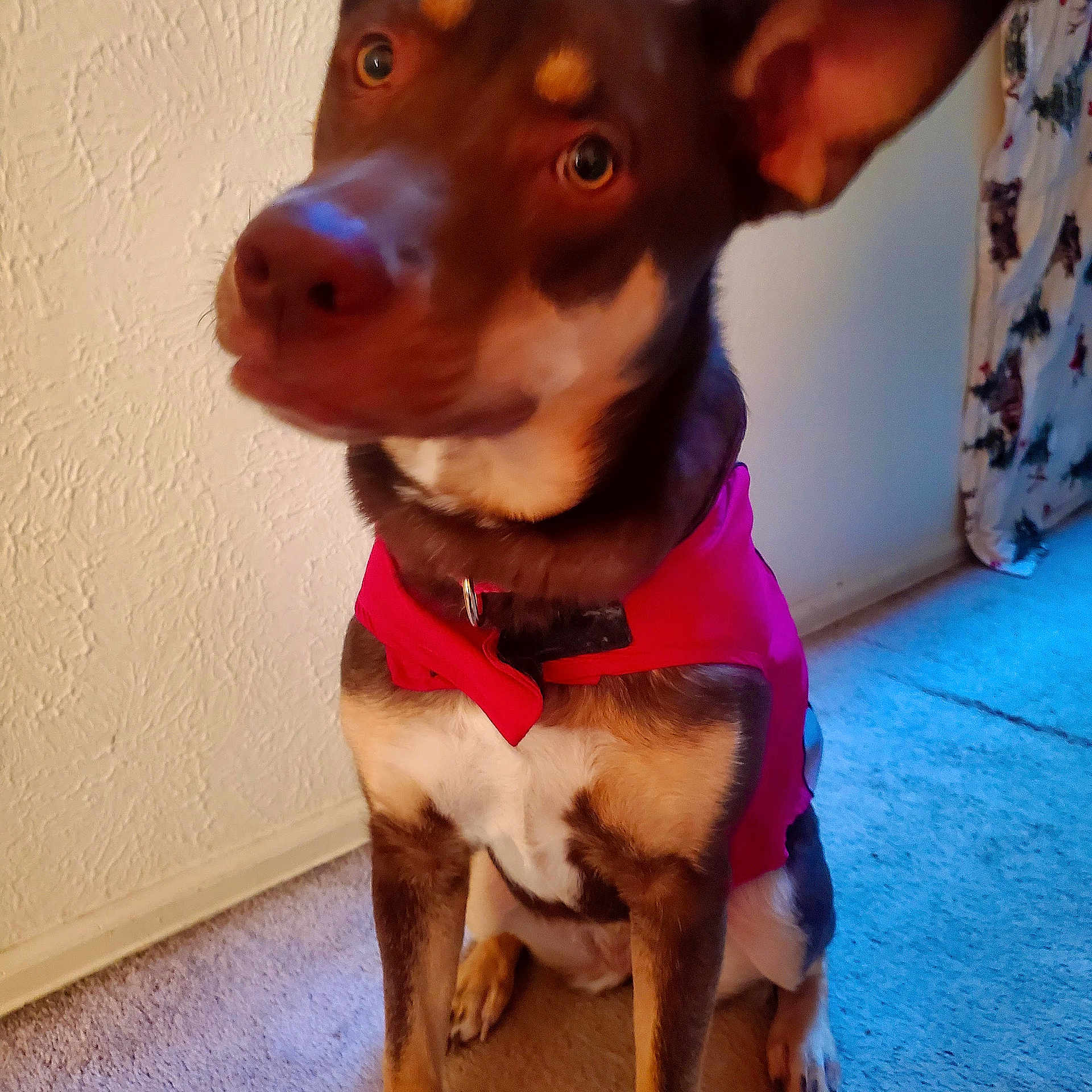 Maple Bacon Berry Bits